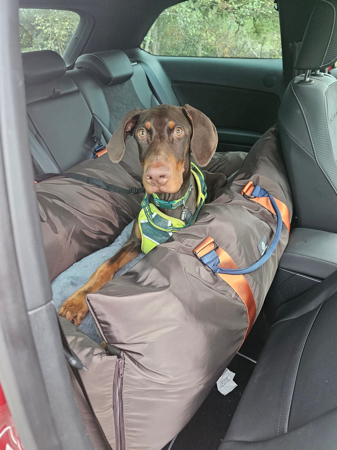Customer photo review of Travel Dog Pod XL - Now With Isofix