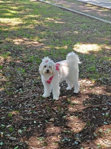 Customer photo review of PACKiTAIL™ Pet Backpack Harness