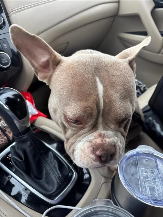 Customer photo review of Selekta CalmPaw™ - Respira Paz en Casa