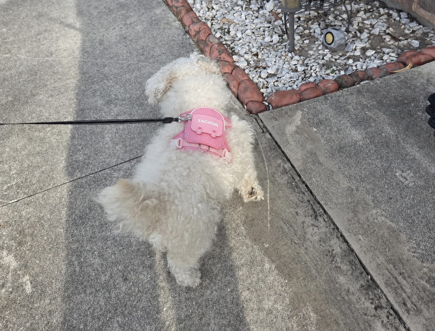 Customer photo review of PACKiTAIL™ Pet Backpack Harness