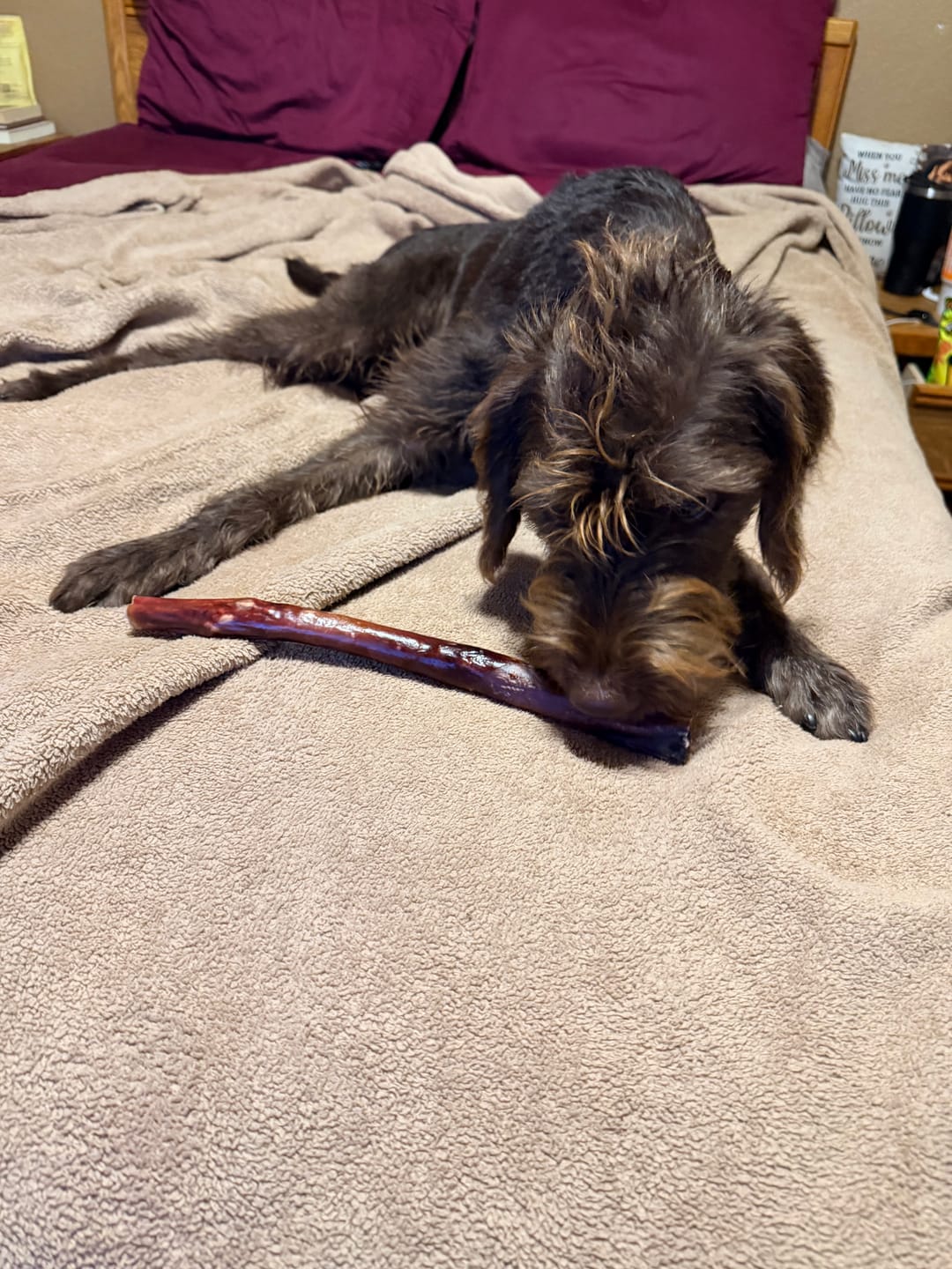 Customer photo review of 12 Inch Power Bully Sticks