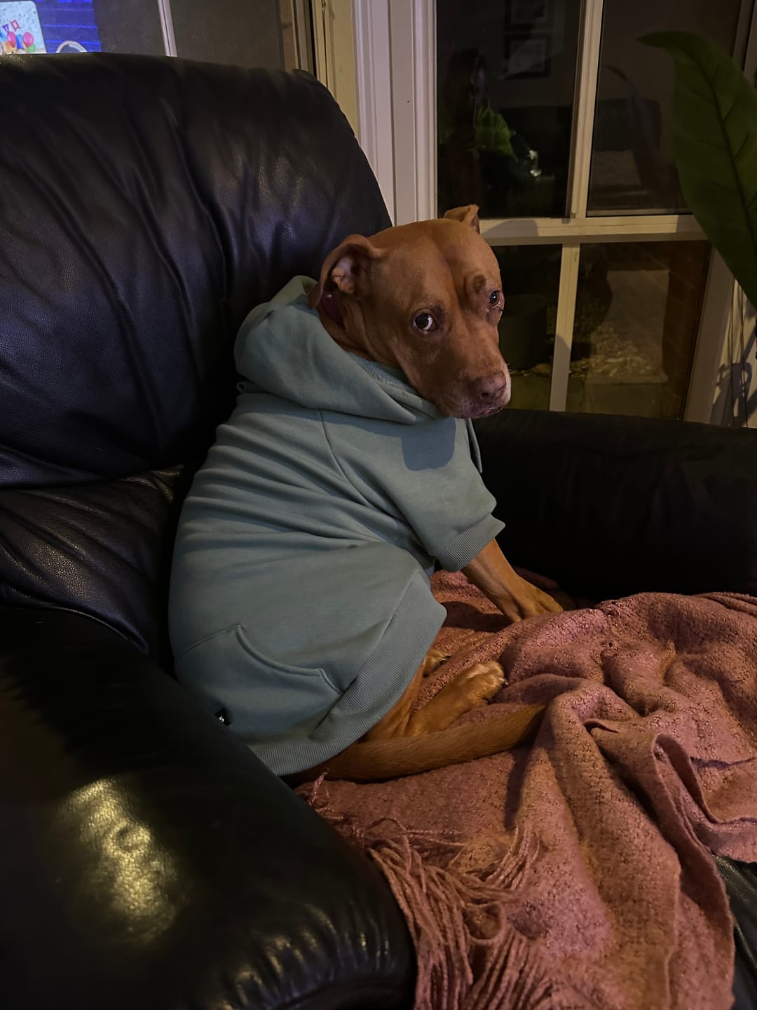 Customer photo review of Essential Dog Hoodie - Teal