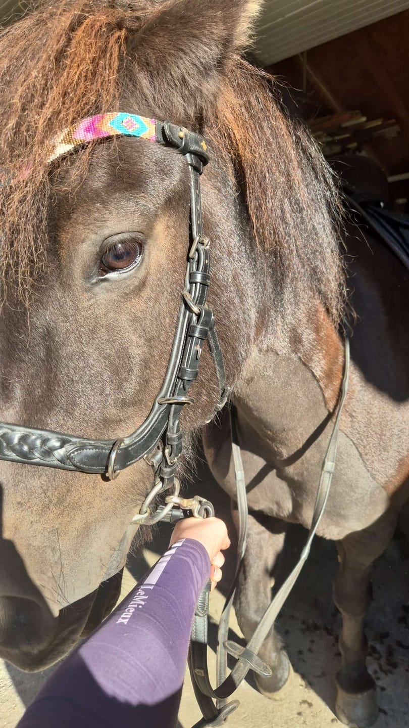 Customer photo review of Odessa Bonita Multi bridle padded - MASEGO bit to bitless system - SILVER