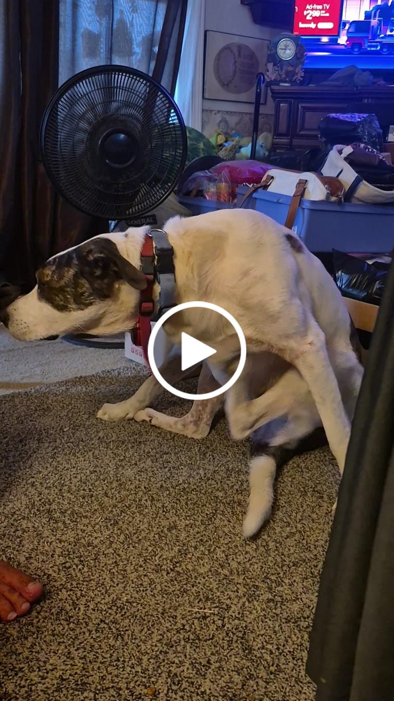 Customer video review of FurLife™ 12 Months Flea and Tick Free