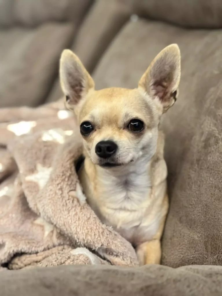 Customer photo review of Selekta CalmPaw™ - Respira Paz en Casa