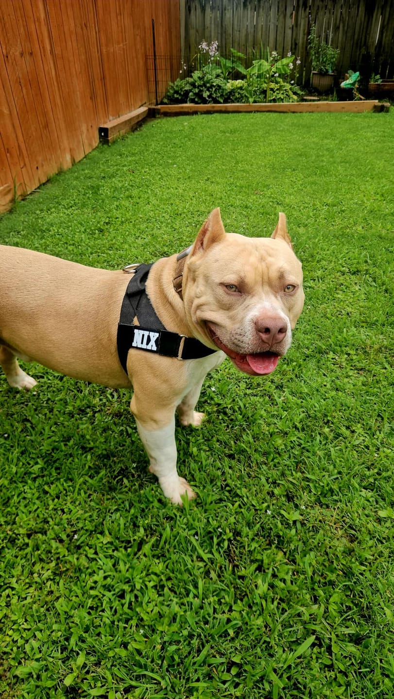 Customer photo review of Tailwag Co. Harness