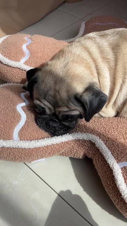 Customer photo review of Selekta CalmPaw™ - Respira Paz en Casa