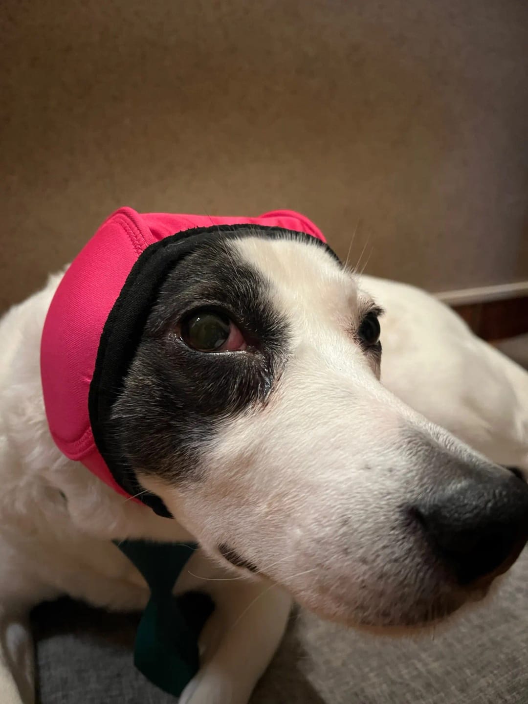 Customer photo review of Zovelta NoiseGuard - Orejeras de Protección Auditiva para Perros