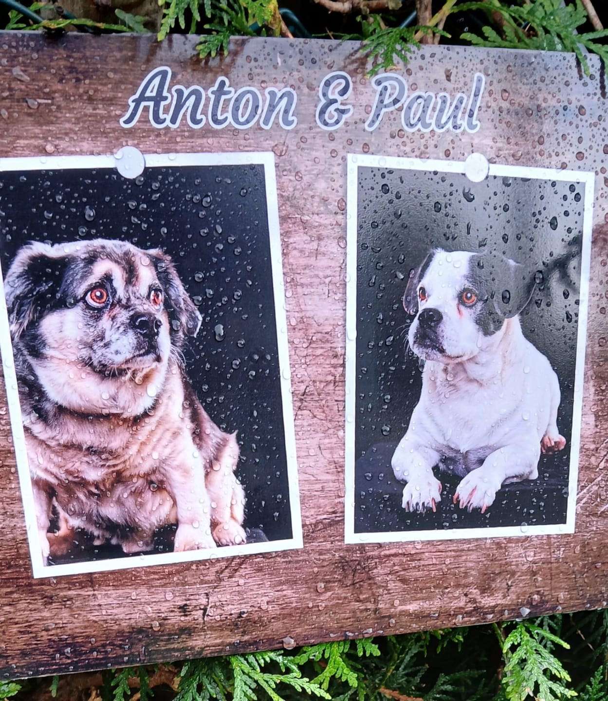 Customer photo review of Hunde-Türschild personalisiert mit Foto & Text (UV- und wetterfest)