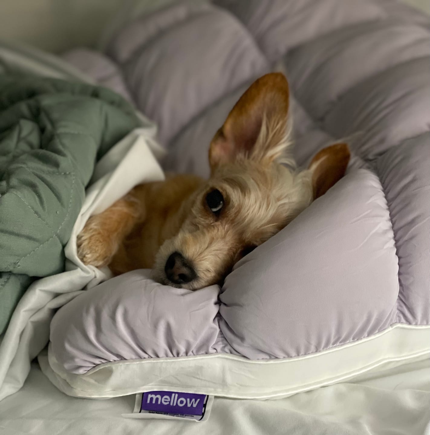 Customer photo review of Puff Pillow