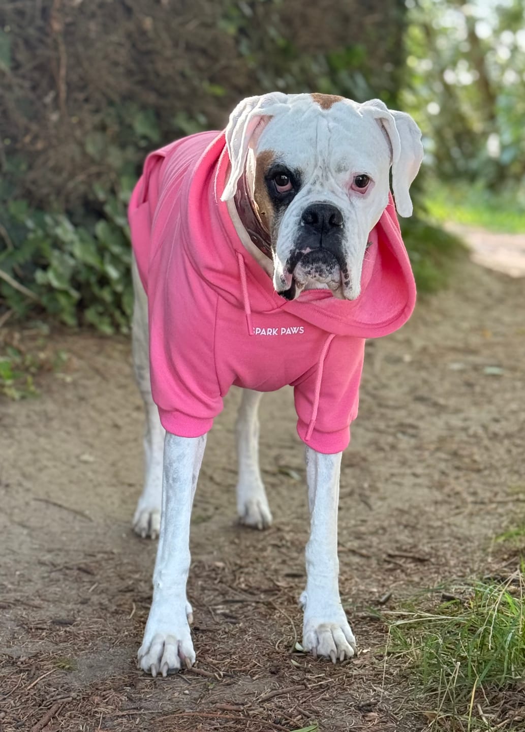 Customer photo review of Essential Dog Hoodie - Blush Pink