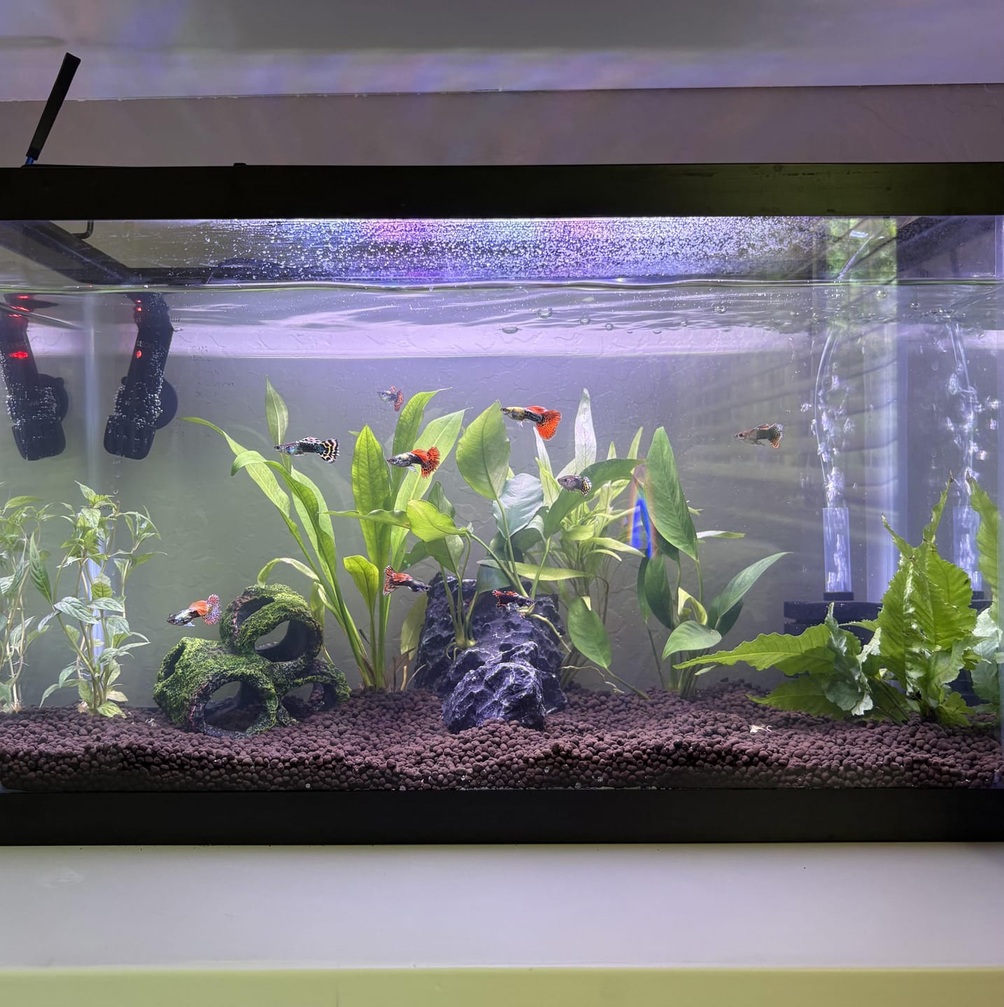 Customer photo review of Half Black Blue Guppy Fish