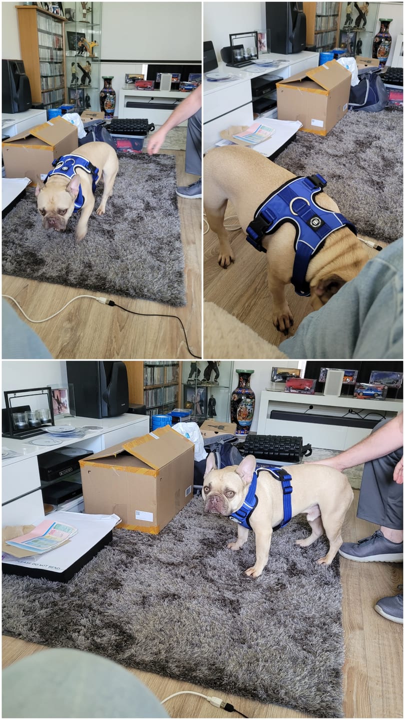 Customer photo review of Comfort Premium Harness | Non Restrictive - Blue