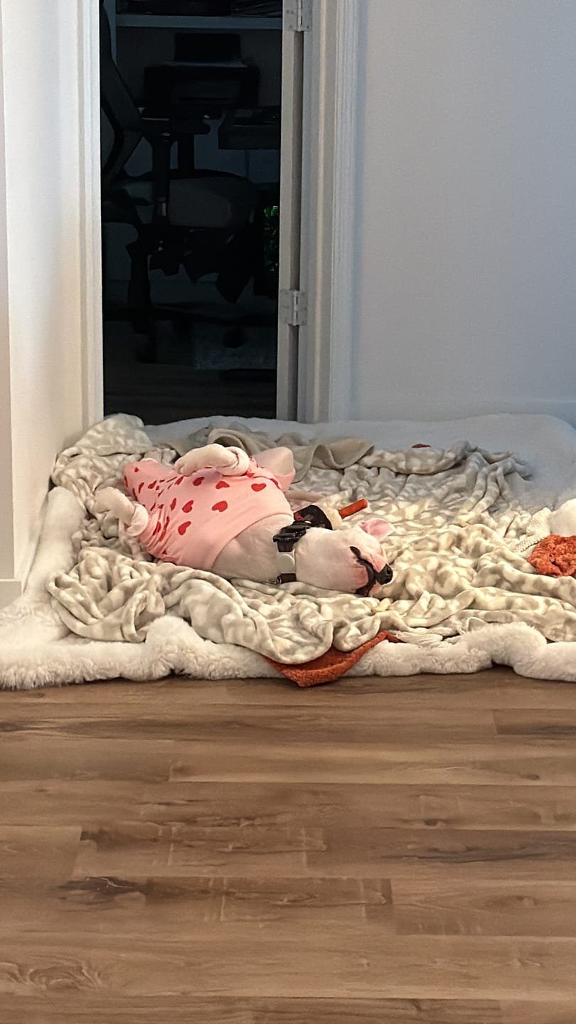 Customer photo review of Dog Pajama - Pink Hearts