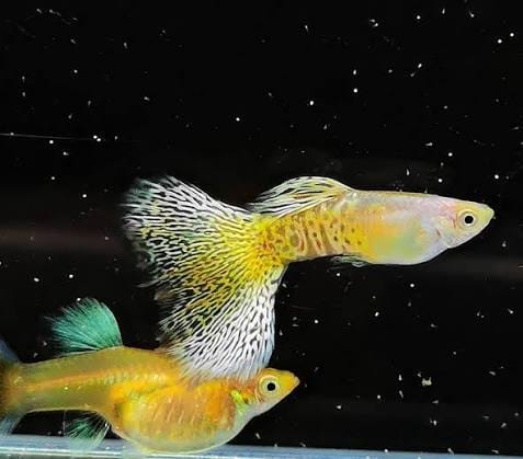 Customer photo review of Gold Lace Snakeskin Guppy Fish