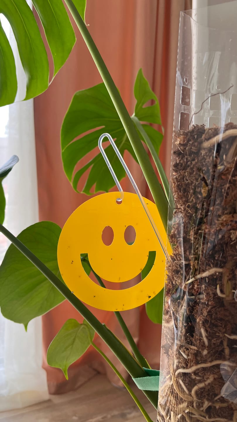 Customer photo review of Killer Smiles