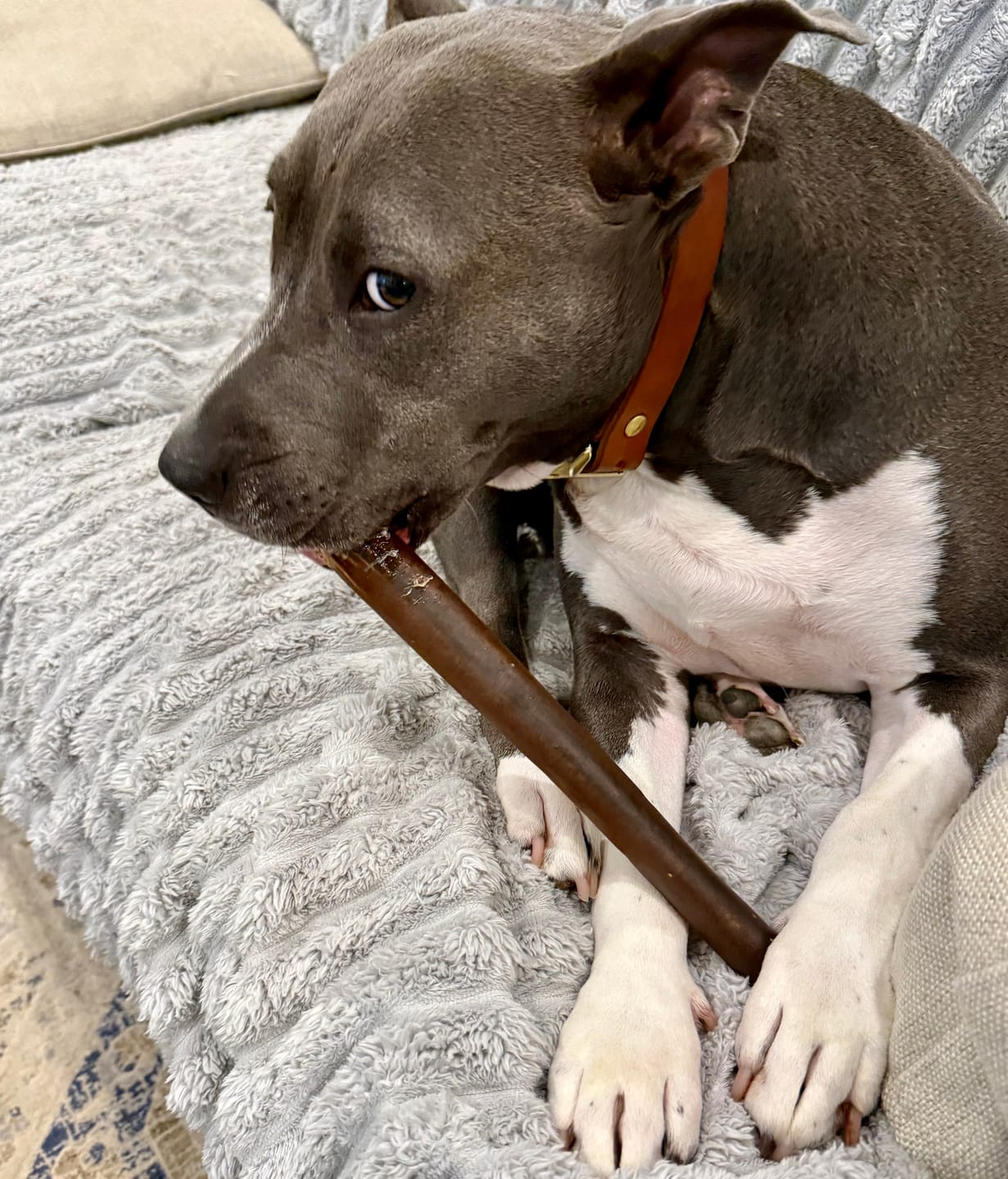 Customer photo review of Bully Sticks