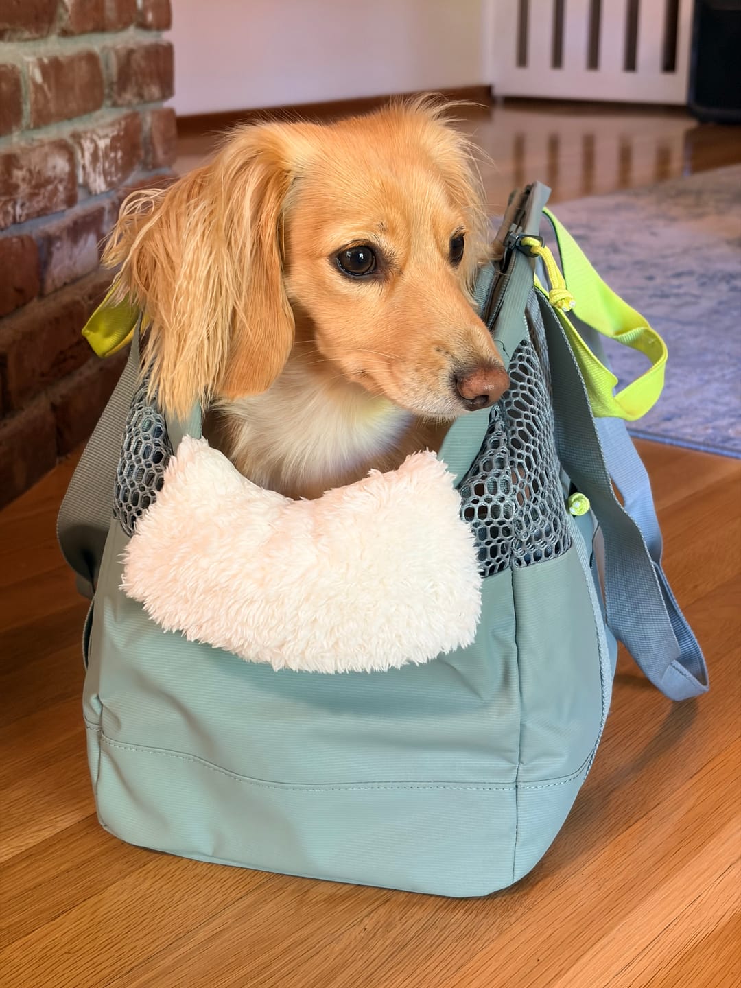 Customer photo review of PAWD Pet Carrier Bag