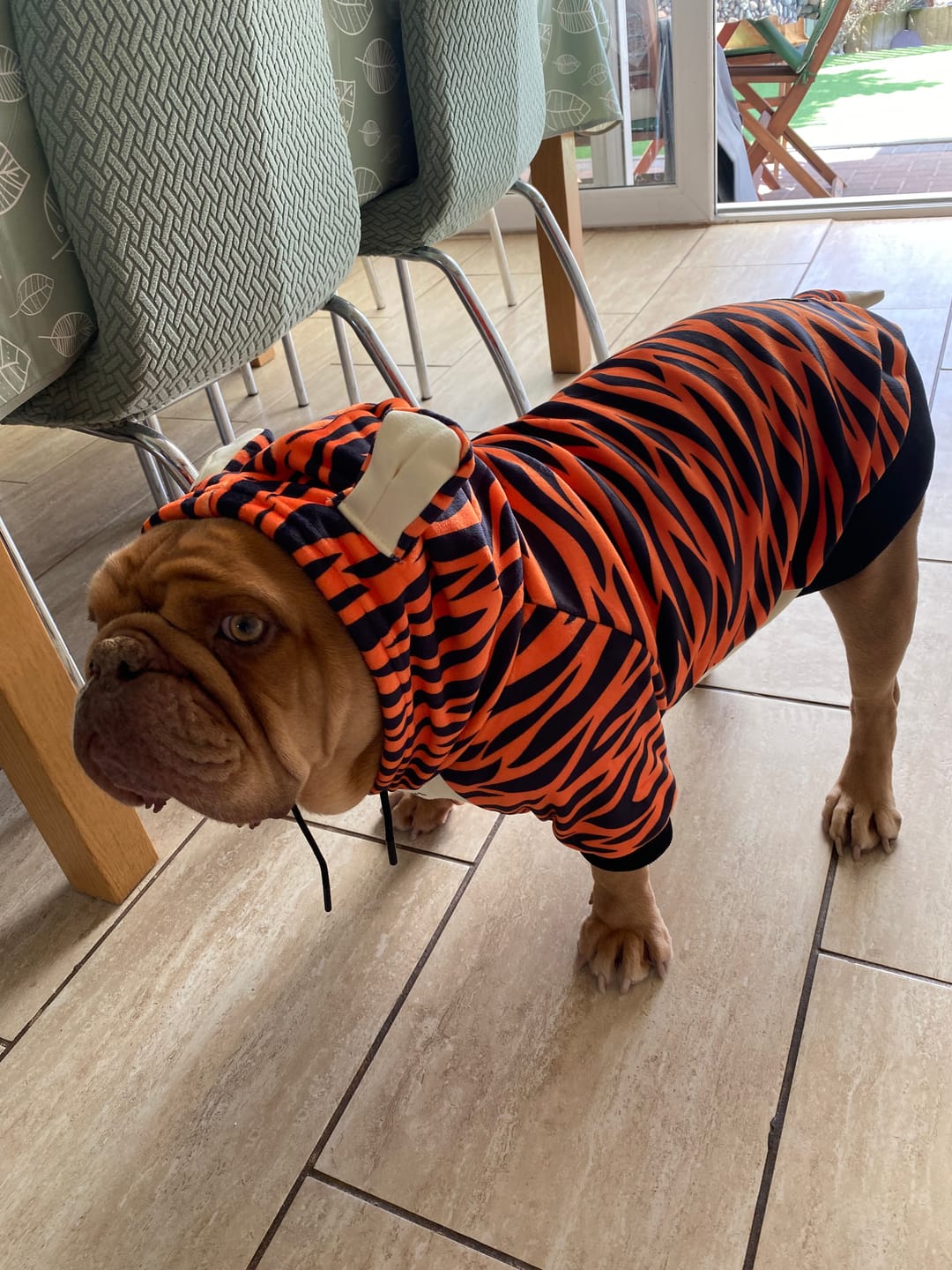 Customer photo review of Halloween Dog Hoodie - Tiger