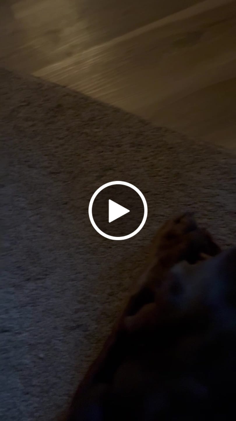 Customer video review of Super Bull Sticks