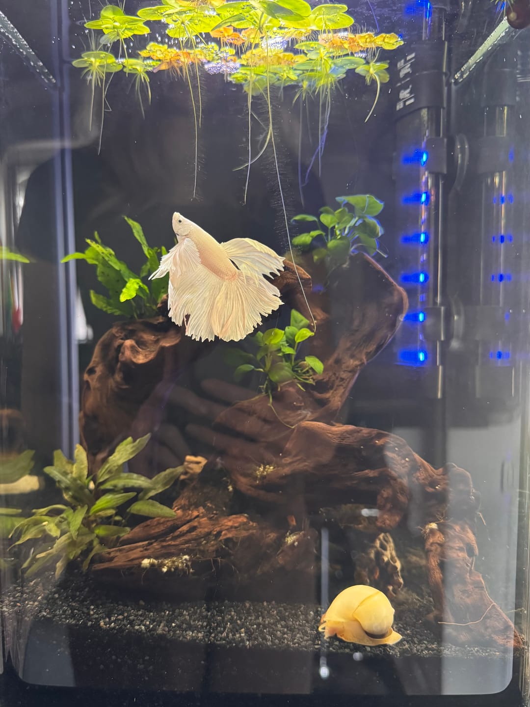 Customer photo review of Super White Dumbo Ear Halfmoon Male Betta Fish
