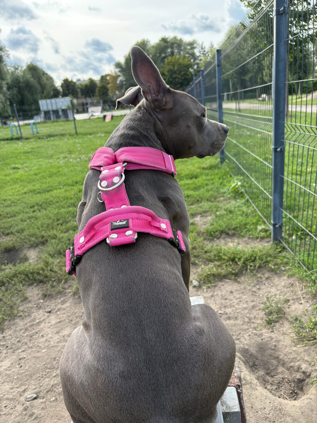 Customer photo review of Szelki z szybką klamrą - Easy Walk Extreme Różowe