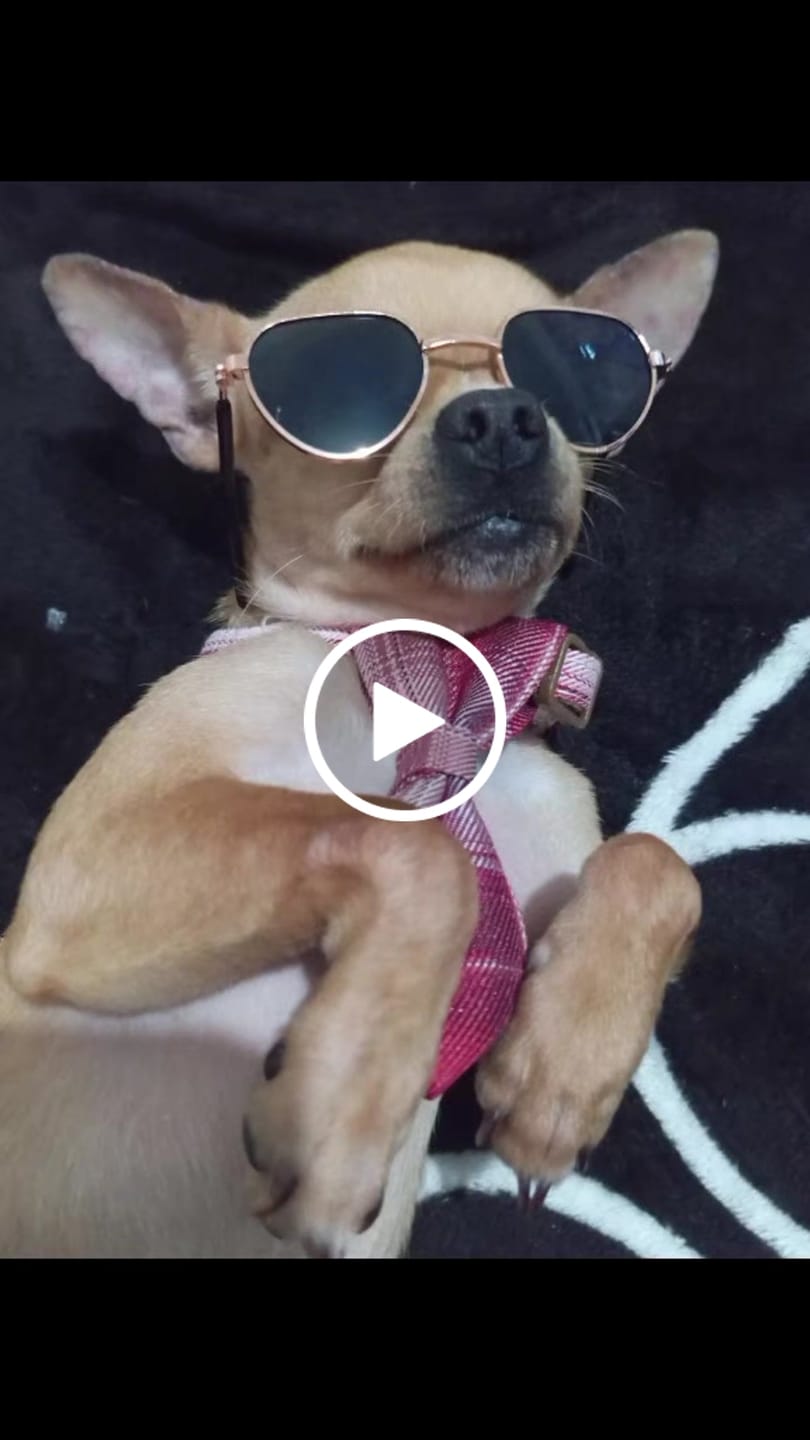 Customer video review of CT0260 1 Pieza De Sombrero Para Mascota