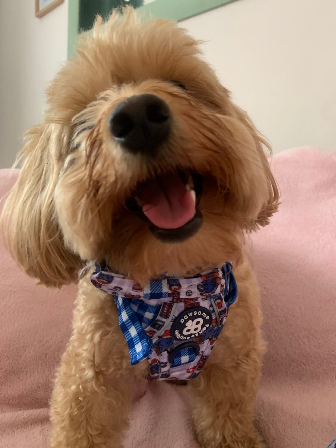 Customer photo review of Paddington™ Tough Trails™ Harness - London