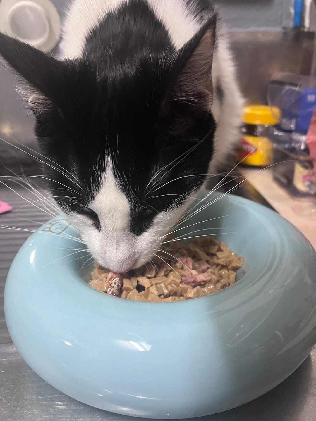 Customer photo review of MICHU Bagel Wide Shallow Ceramic Cat Bowl