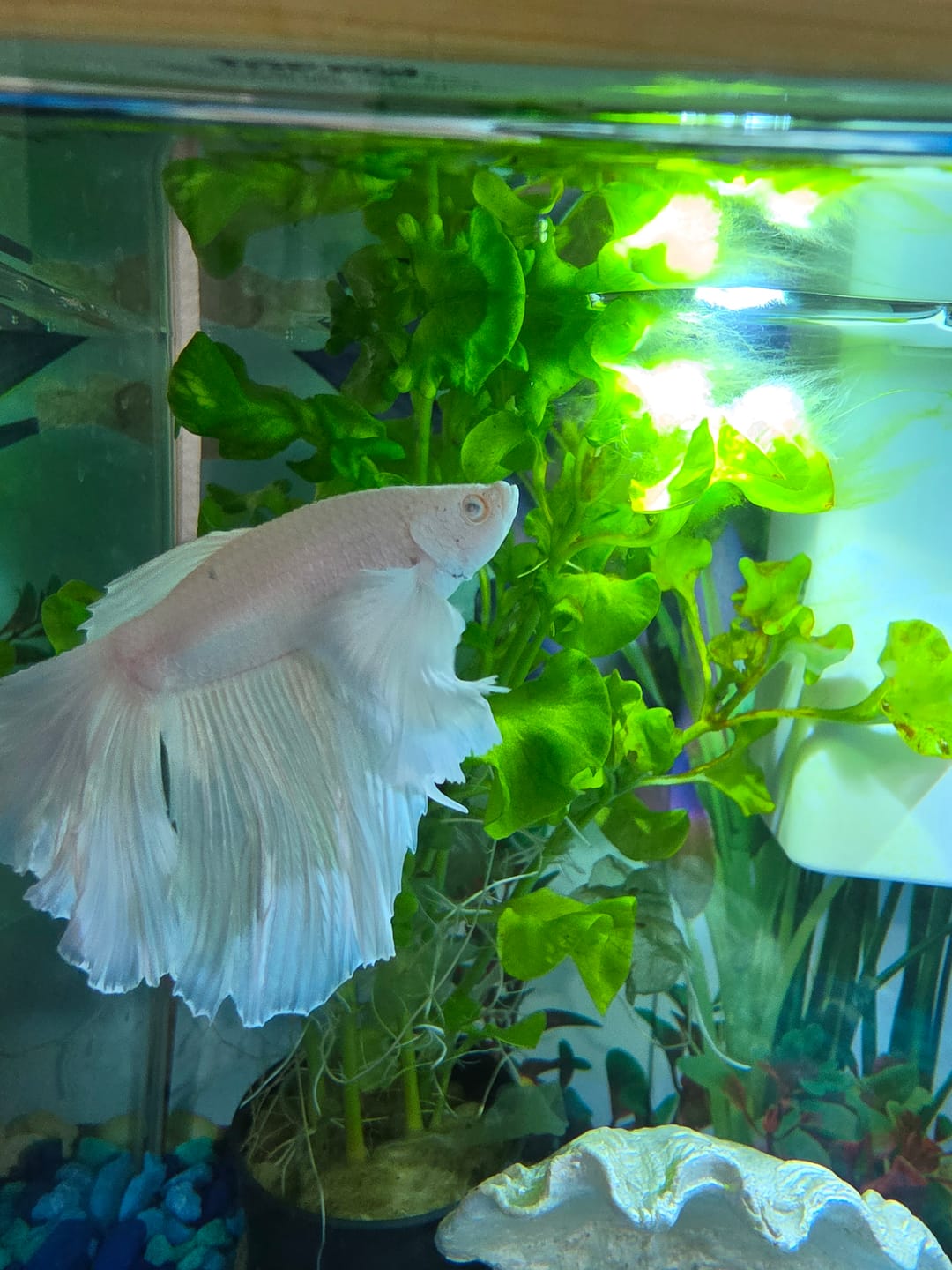 Customer photo review of Nemo Halfmoon Male Betta Fish | Order Directly From Farm | You Pick Fish