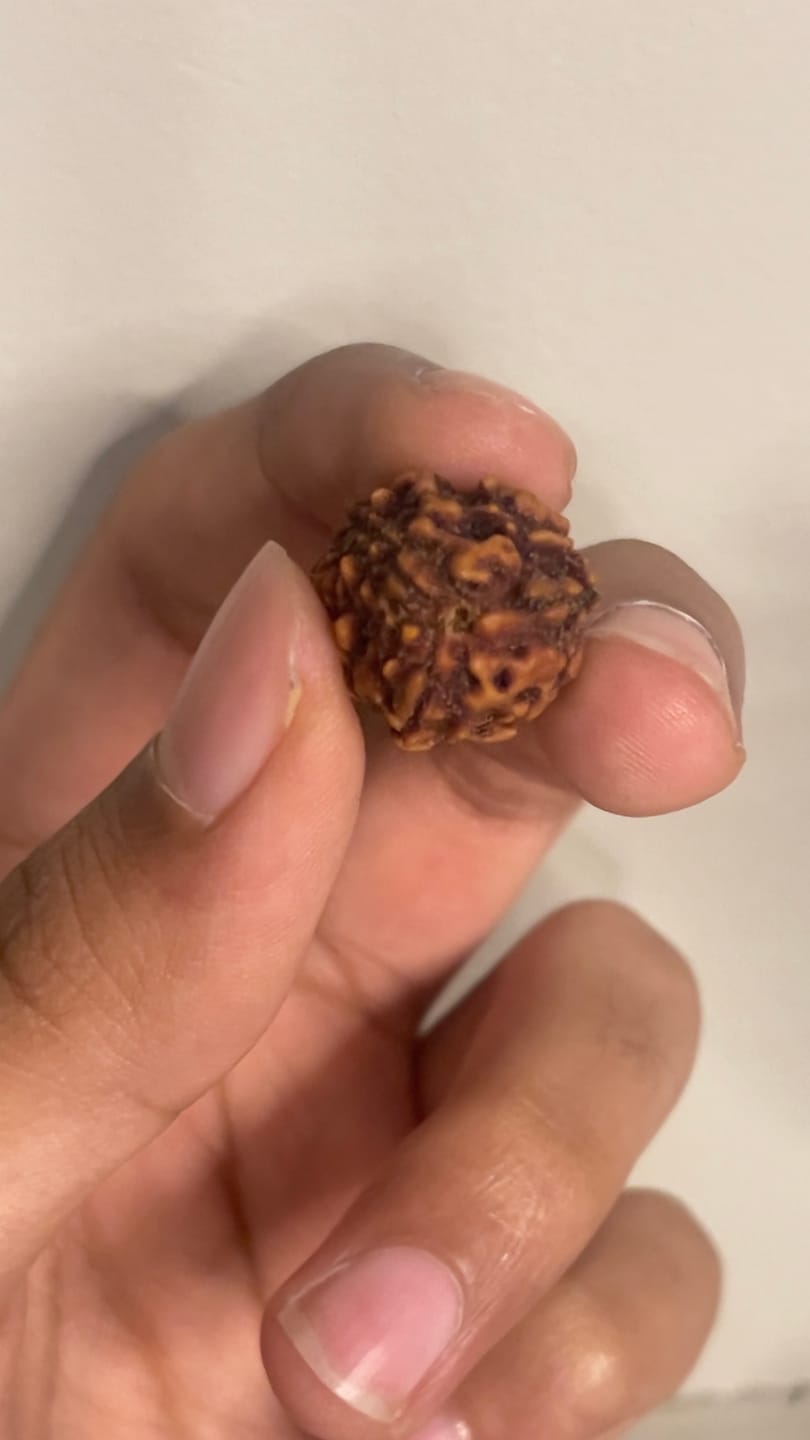 Customer photo review of Authentic 3 Mukhi Rudraksha – Vastu Remedy for Confidence Boost & Karma Cleansing | Ideal for South-East Fire Element Activation