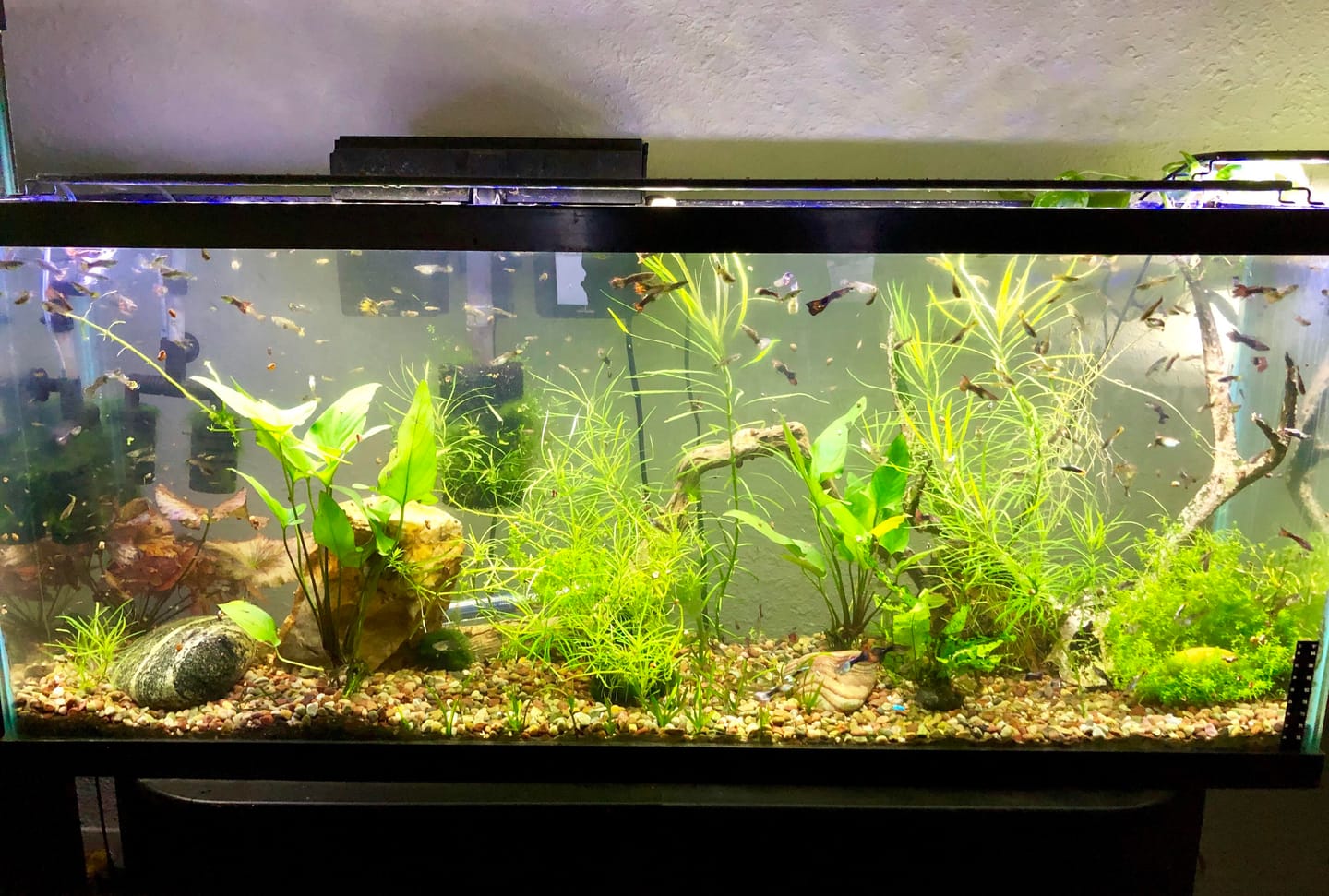 Customer photo review of Albino Yellow Lace Guppy Fish