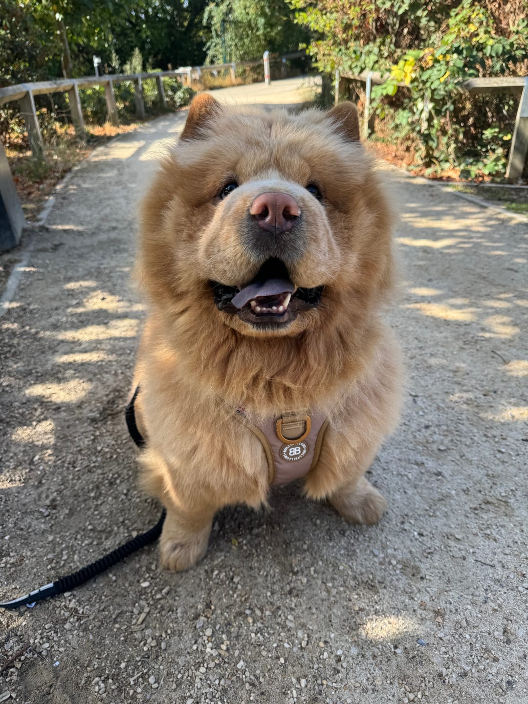 Customer photo review of Anti Pull Hurricane Harness Lighter | With Handle - Tan X Tan
