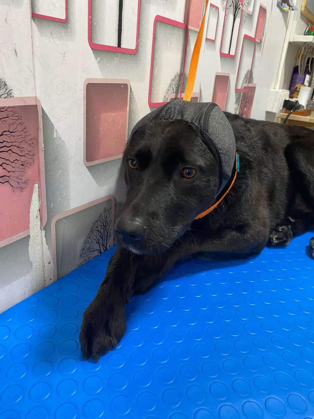 Customer photo review of Zovelta NoiseGuard - Orejeras de Protección Auditiva para Perros