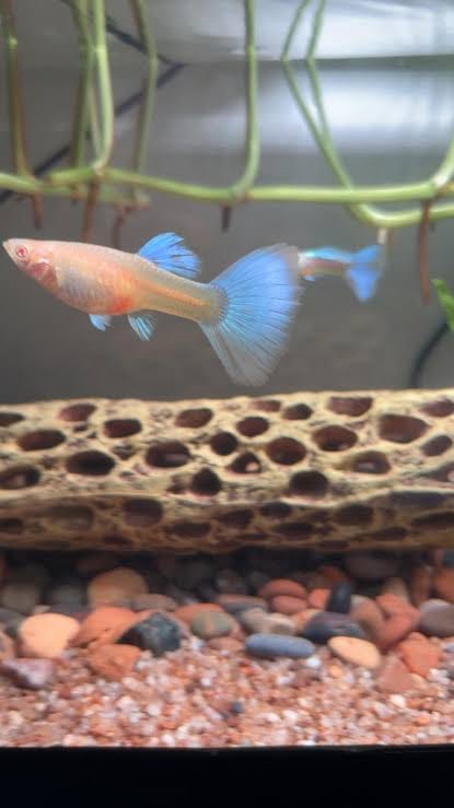 Customer photo review of Blue Topaz Big Dorsal Guppy Fish