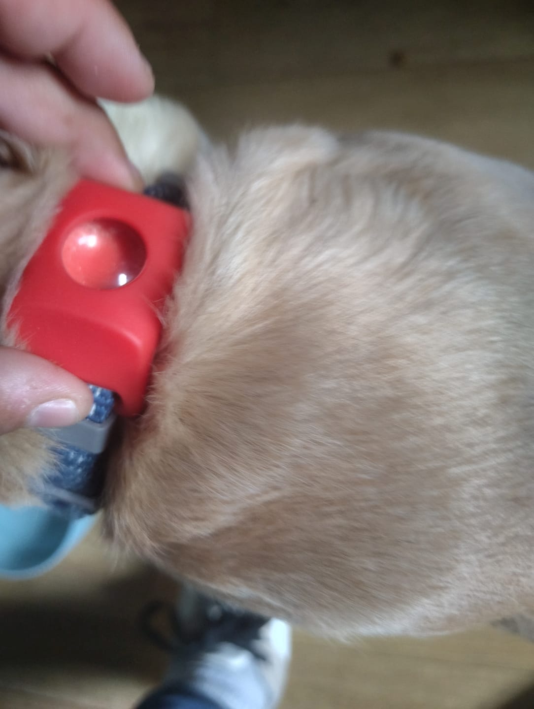 Customer photo review of FurLife™ 12 Months Flea and Tick Free