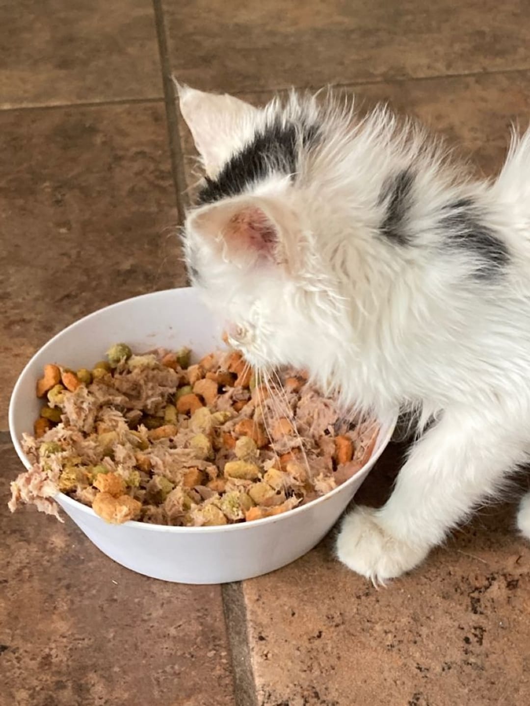 Customer photo review of Pack Nutrición para Mascotas + Bonos