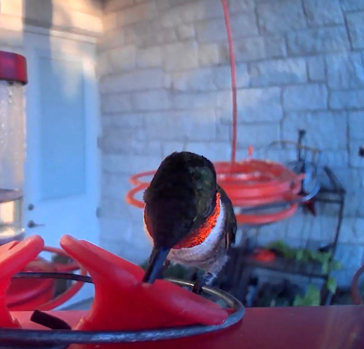 Customer photo review of Birdfy Hum Feeder - Hummingbird Feeder with Camera