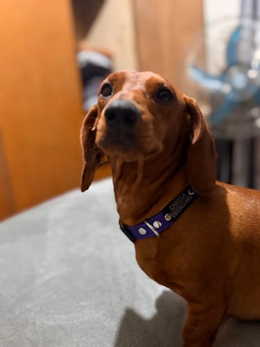 Customer photo review of Pack x3 Collares Remachados para Perro