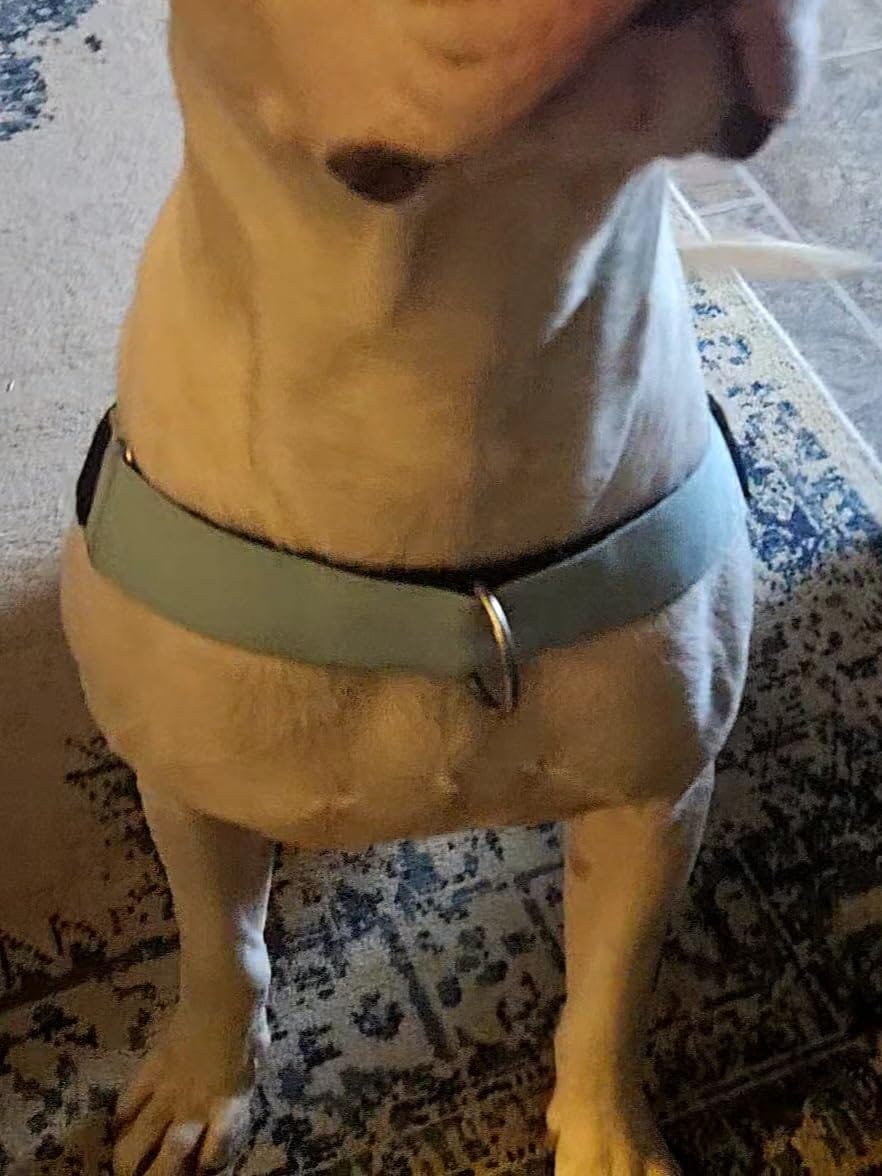 Customer photo review of Tailwag Co. Harness