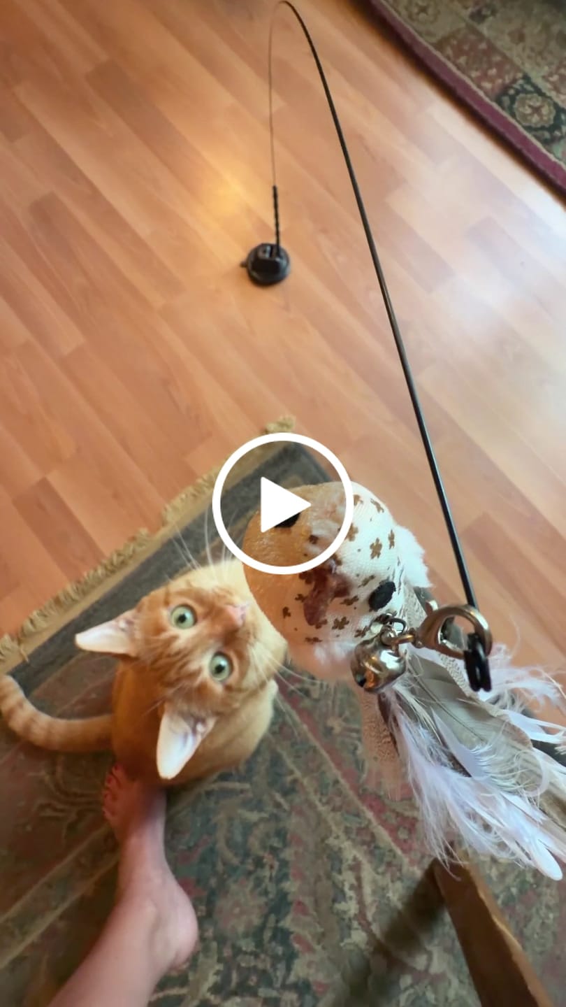 Customer video review of Interactive Bird Simulation Cat Toy Set