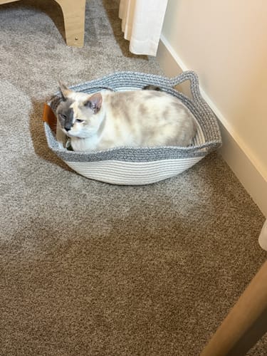 Customer's cat curled up inside the grey and white woven Instinct Basket on a carpeted floor.
