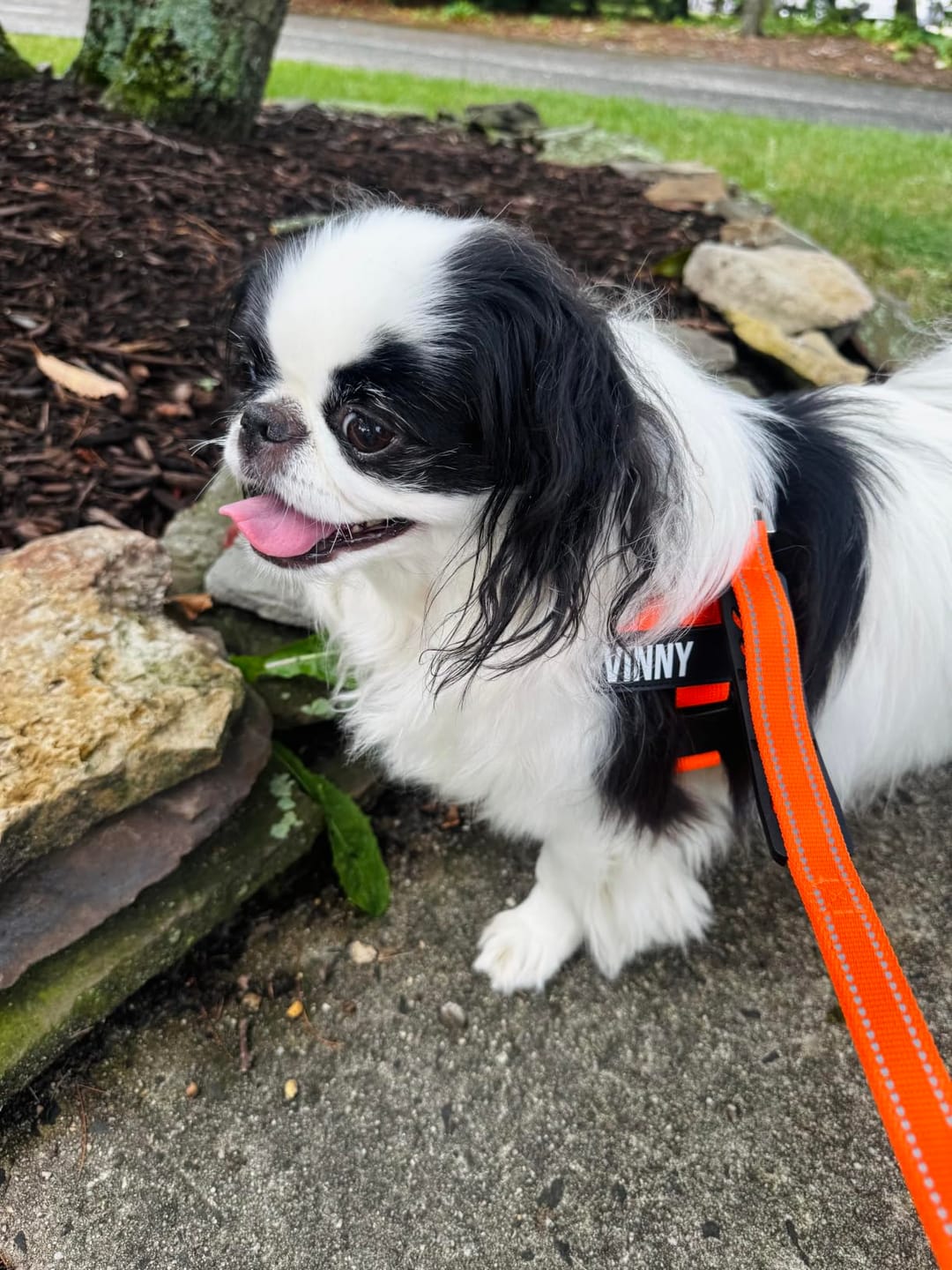 Customer photo review of Tailwag Harness