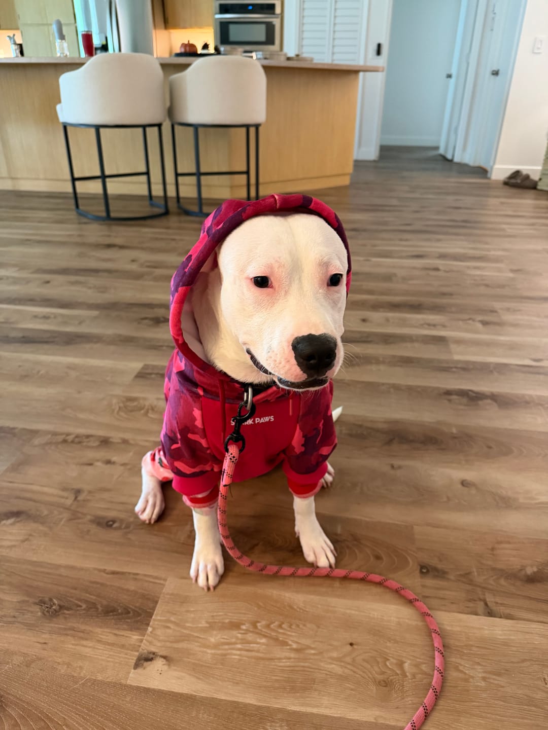 Customer photo review of Fuchsia Camo Dog Hoodie