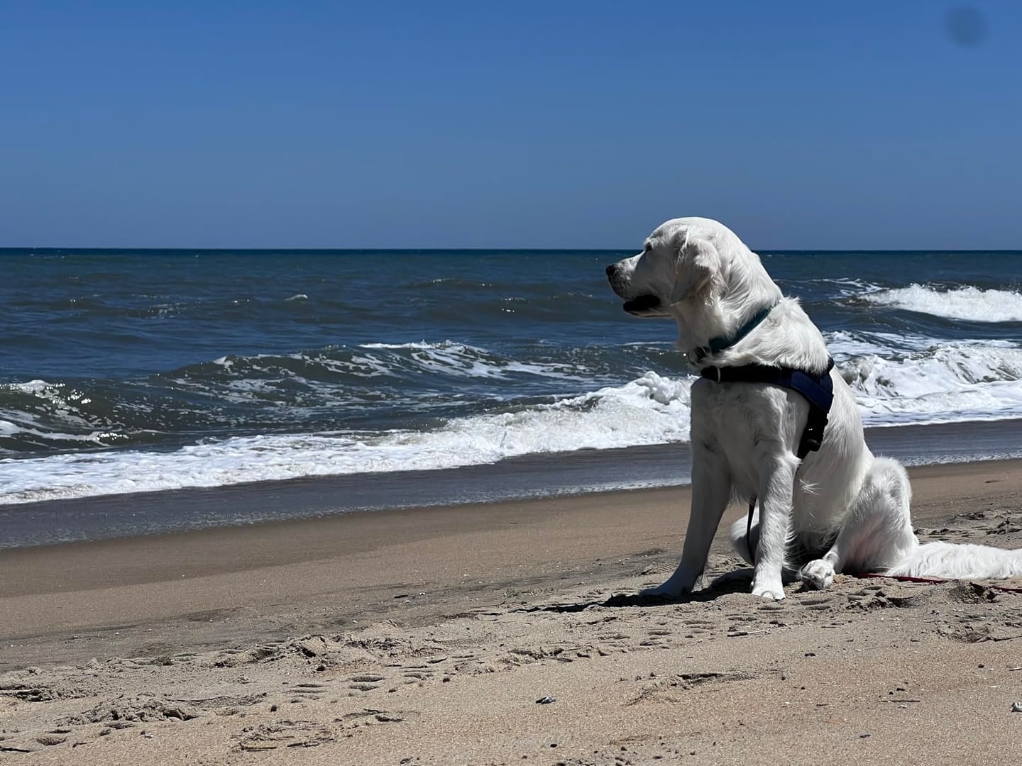 Customer photo review of Tailwag Co. Harness