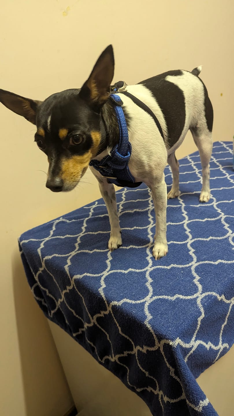 Customer photo review of Rogz Utility Stop Pull Harness for Dogs