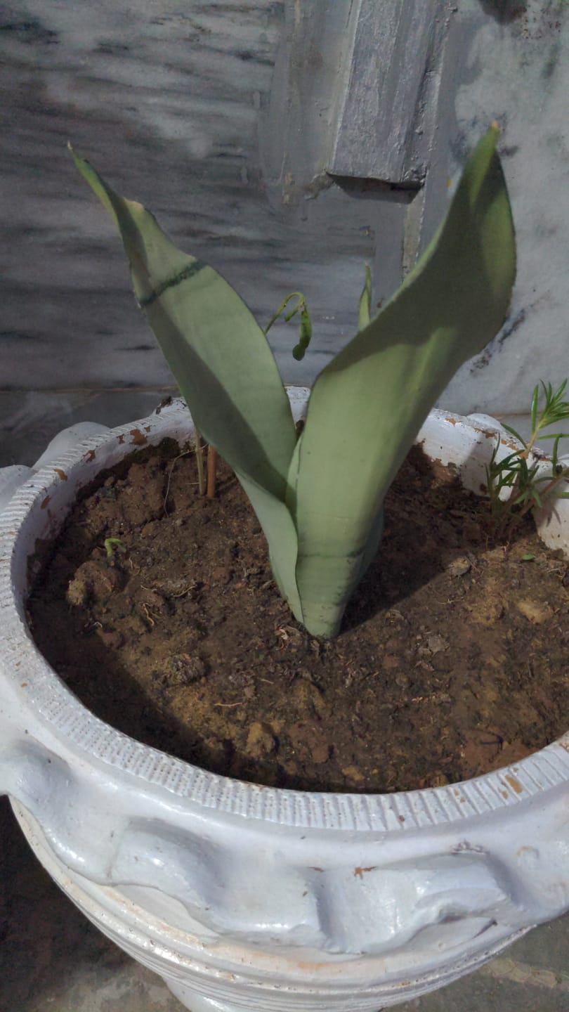 Customer photo review of Sansevieria trifasciata  moonshine (Snake Plant Silver)
