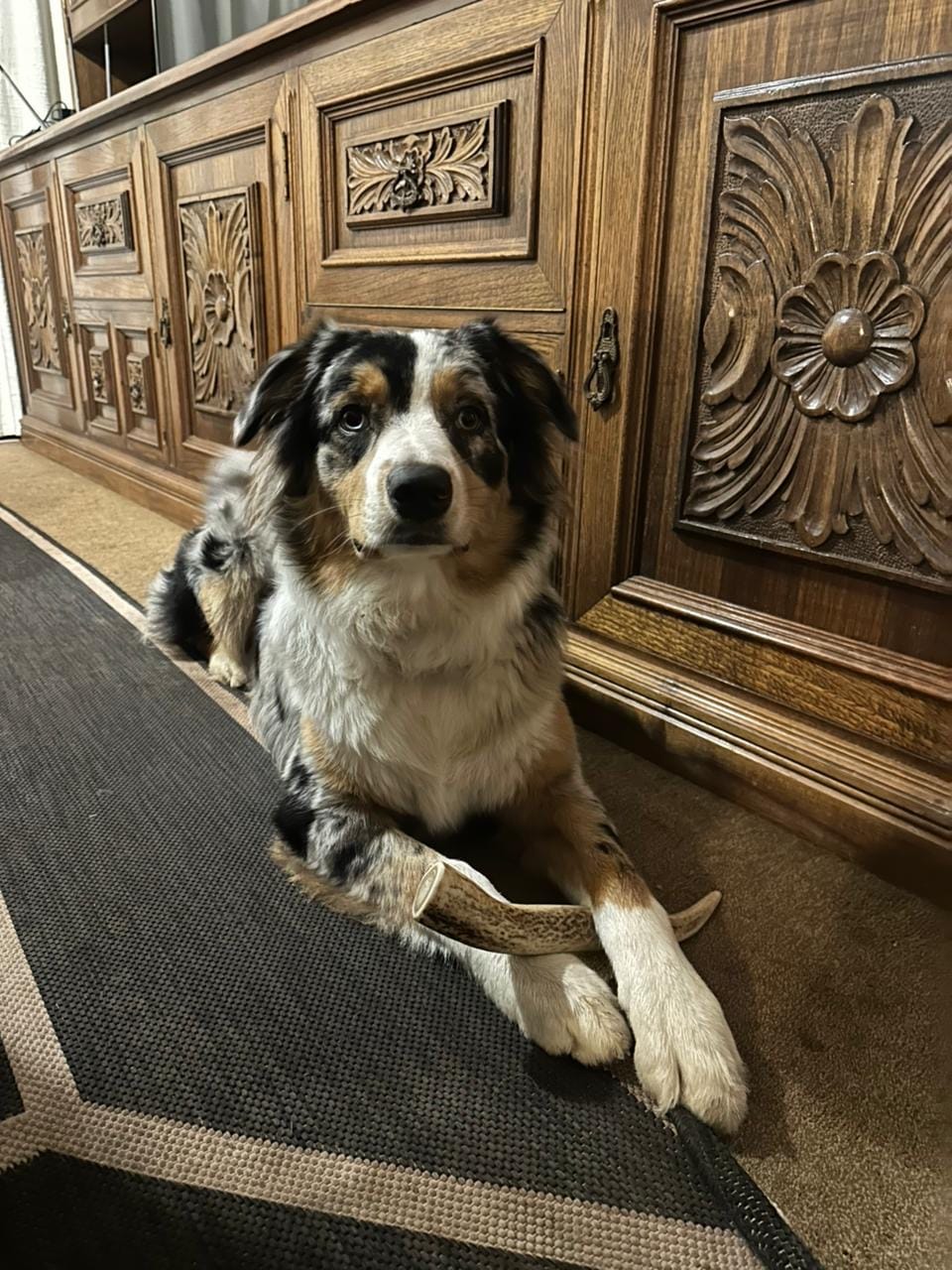 Customer photo review of Asta de ciervo para perros - Regular