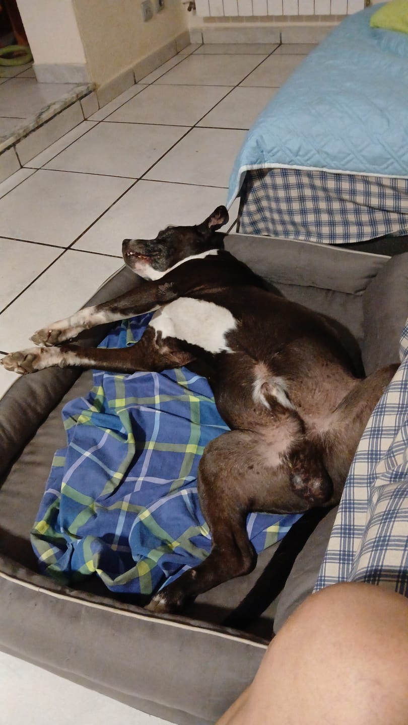 Customer photo review of Champú Purificante para Perros – Cuidado Natural para Pieles