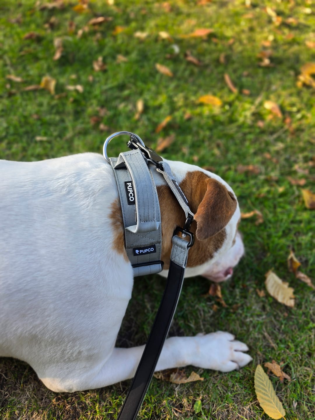 Customer photo review of Performance collar with handle 5CM - Grey